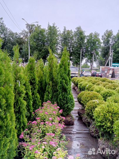 Туя западная смарагд 2м