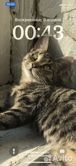 Кошка Фокля, 2 года, маленькая, стерилизованная