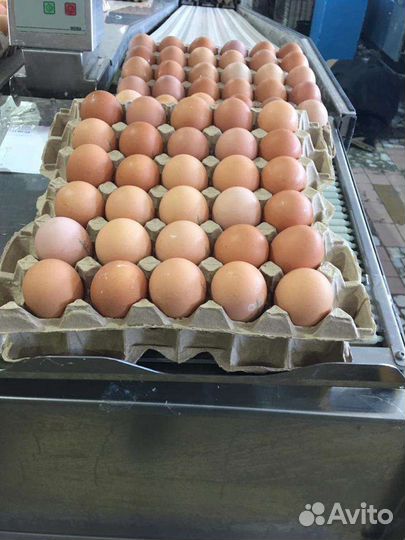 Яйца оптом