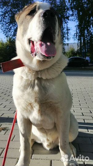 Среднеазиатская овчарка алабай вязка