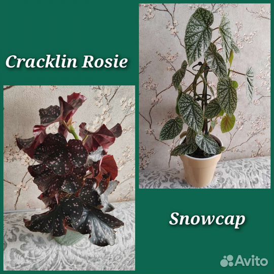 Бегонии cain (срезы) разные