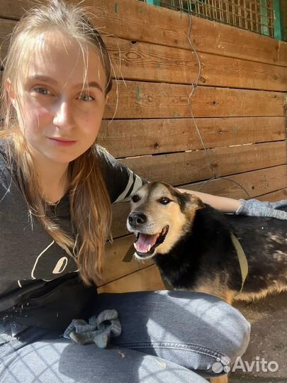 Помогите собаке из приюта