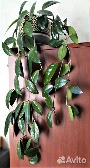 Хойя Карноза