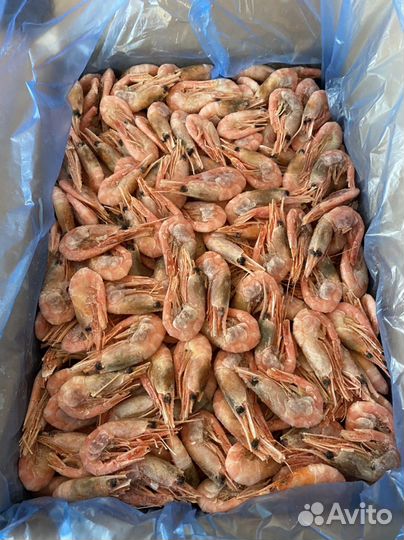 Креветка северная икряная