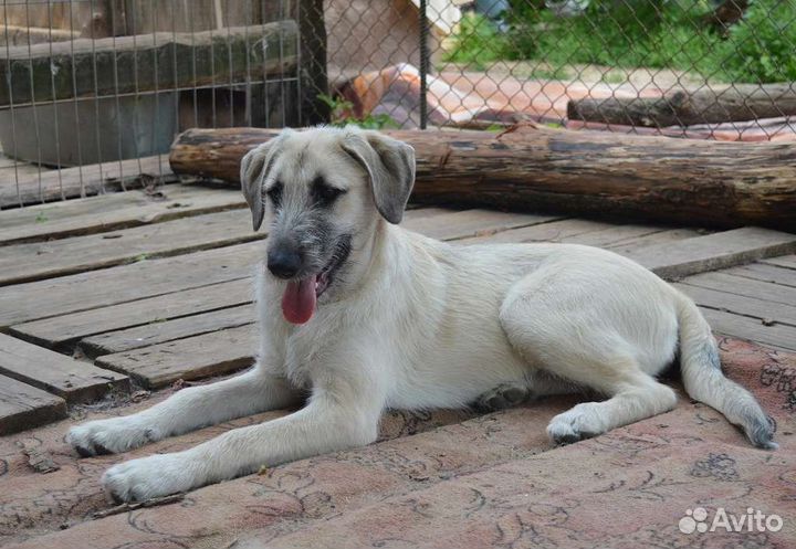 Дворовый волдов