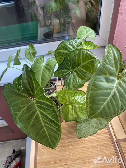 Сингониумы