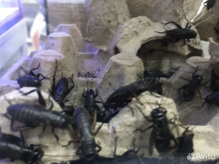 Сверчки живые