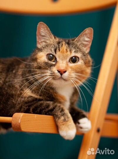 Кошечка Софа ищет дом