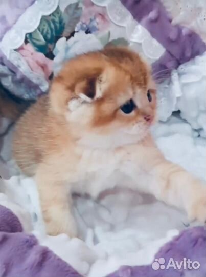 Котята вислоушки