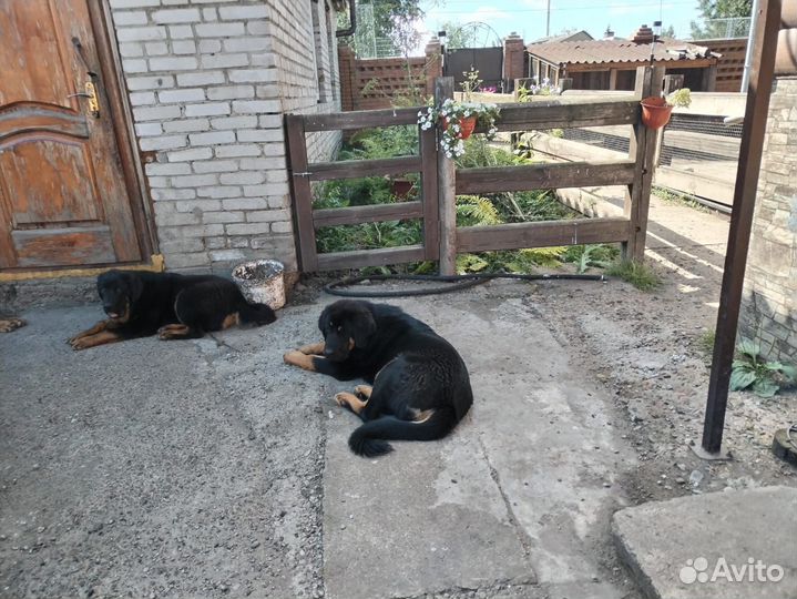 Тибетский мастиф щенки