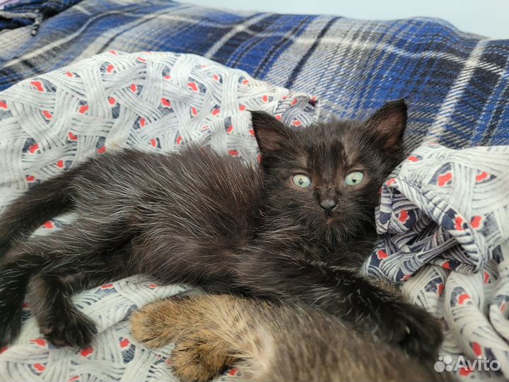 Котята ищут дом