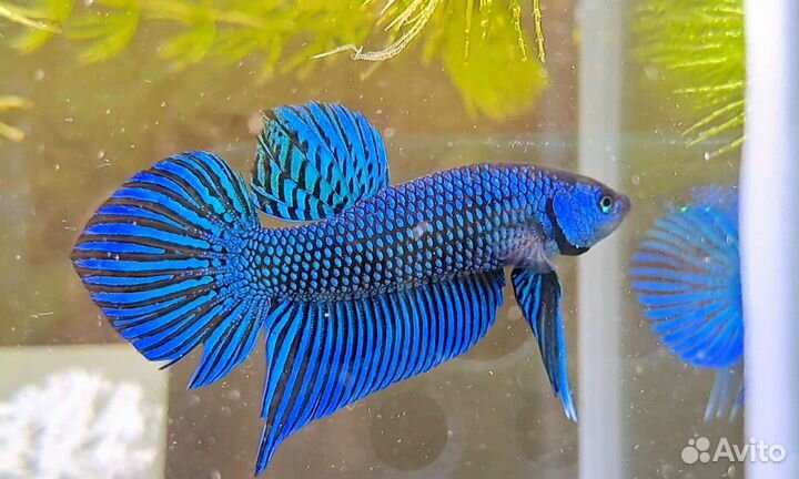 Alien Betta (рыбка петушок -гибрид)