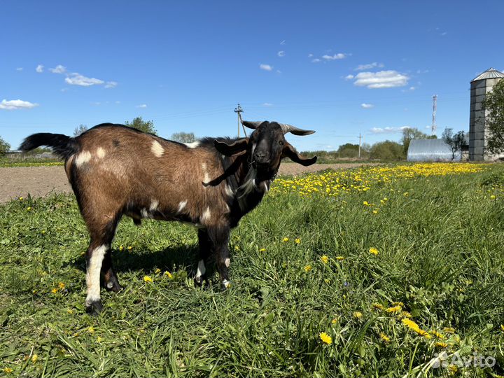 Продается козел