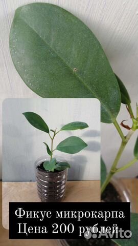Фикус микрокарпа