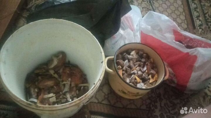 Грибник, сопроводник