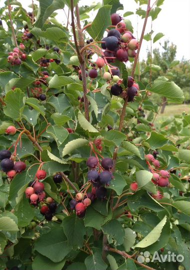 Ирга саженцы