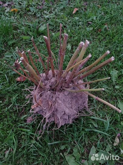 Георгины клубни