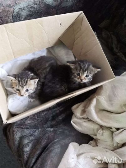 Котята в добрые руки