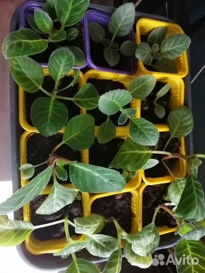 Продам глоксинии