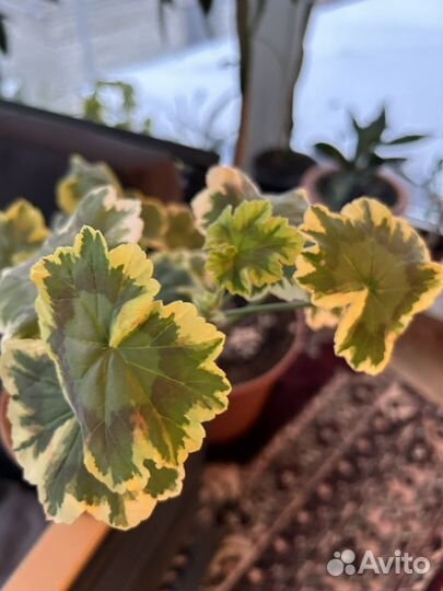 Герань пеларгония