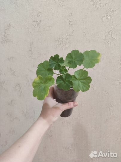 Розебудная пеларгония (герань)