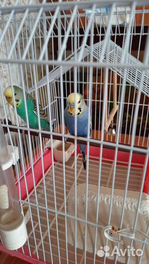 Волнистый попугай с клеткой