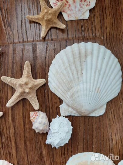 Настоящие морские звезды и ракушки