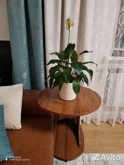 Спатифиллум