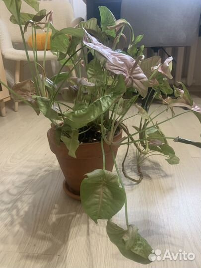 Сингониум neon пинк