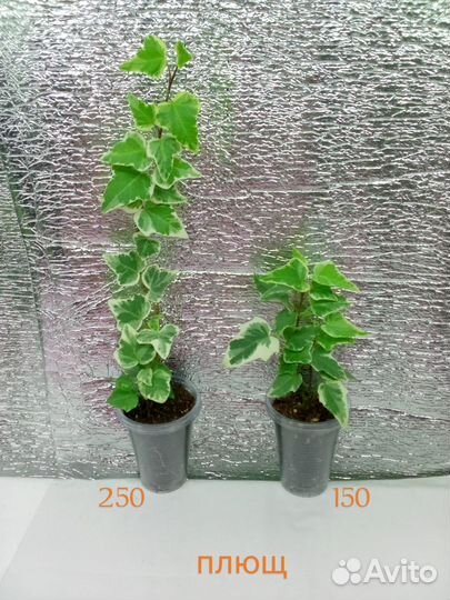 Комнатные цветочки разные