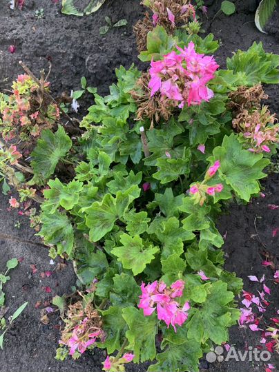 Домашние цветы