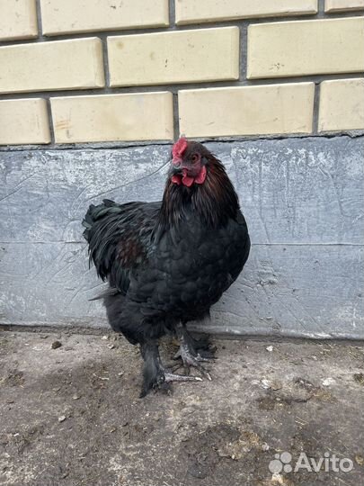 Молодые петухи