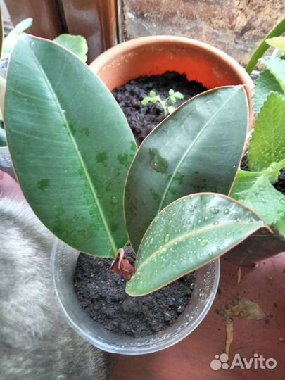 Комнатные растения