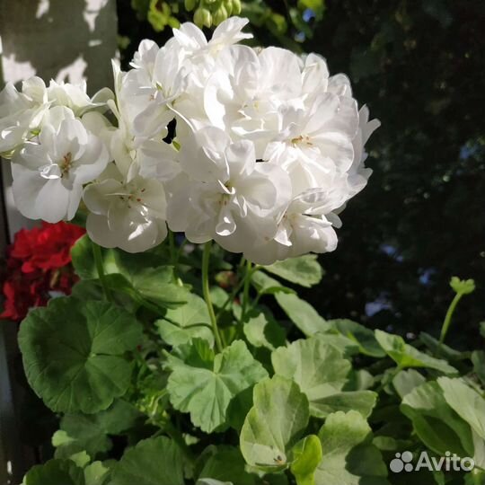 Пеларгония герань