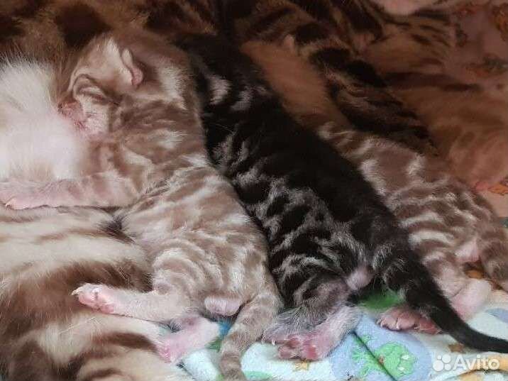 Бенгальские котята