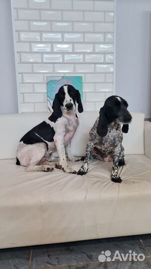 Требуются модели на стрижку собак