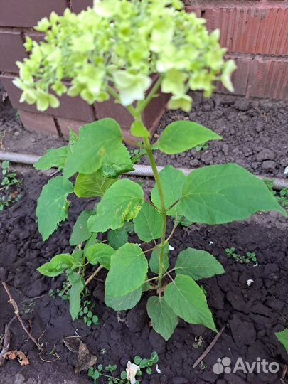 Гортензия саженцы