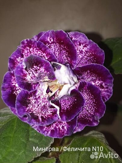 Глоксинии, Тидеи