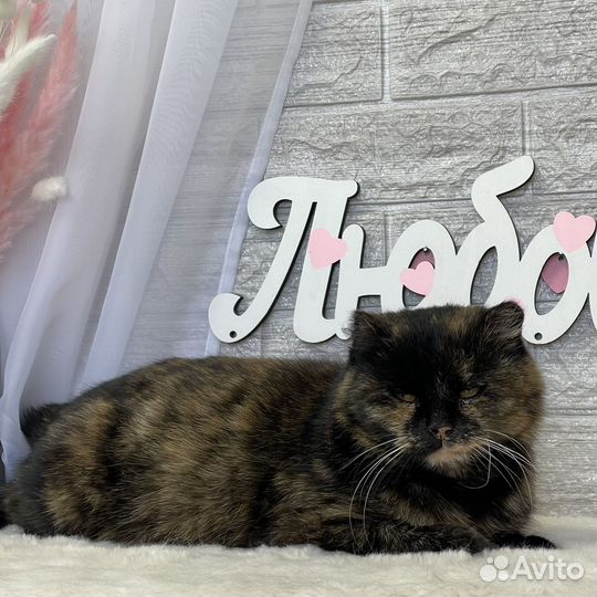 Кошка в добрые руки