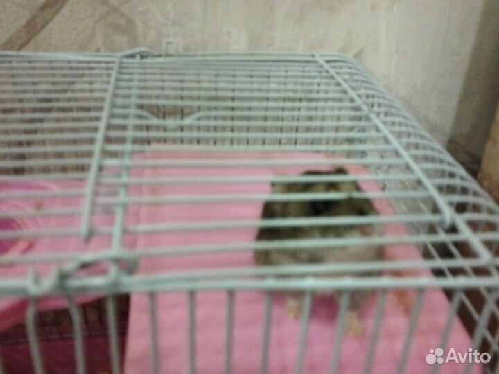 Джунгарский хомяк