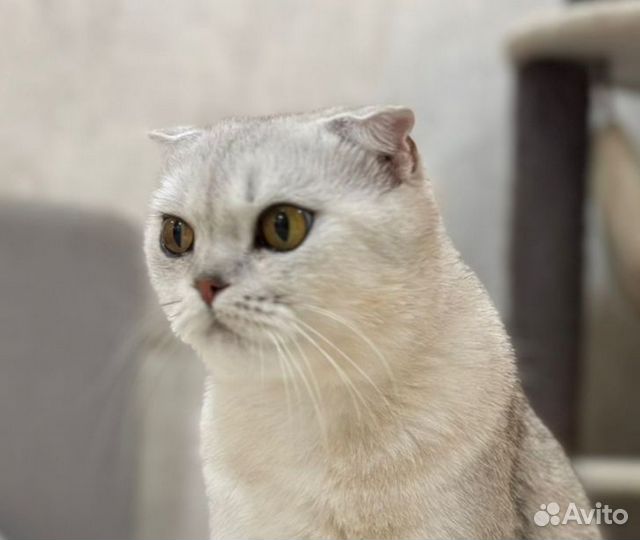 Кошка в добрые руки