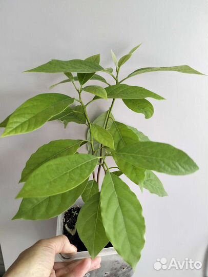 Авокадо растение