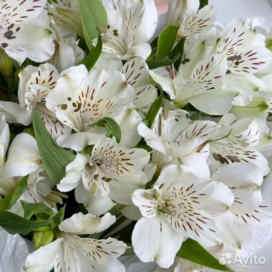 Цветы букет альстромерий