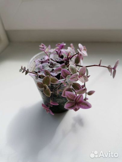 Ажурная каллизия Розовая Пантера