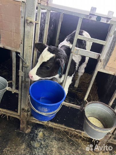 Бычки телята с выбором