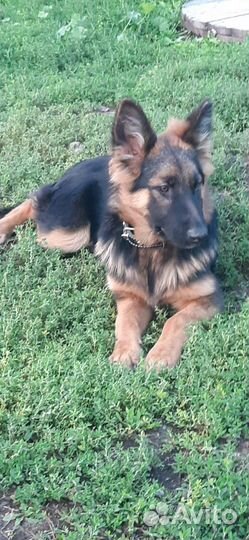 Щенки немецкой овчарки