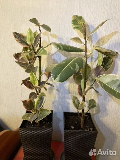 Фикус эластика белиз