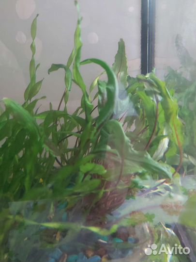 Криптокорина Вендта,низкорослая