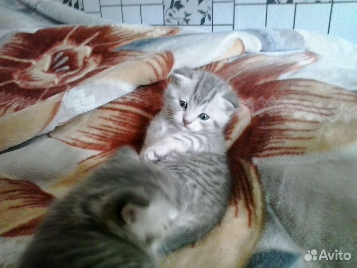 Шотландская вислоухая