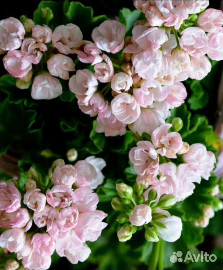 Тюльпановидной пеларгонии укорен.черен